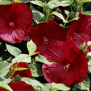 Hibiscus Moscheutos Luna Red Hardy Hibiscus