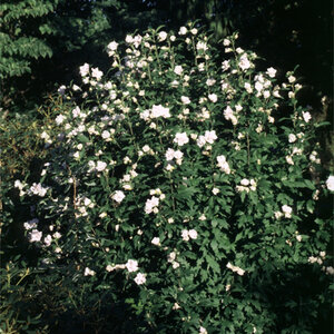 Hibiscus Syriacus Blushing Bride Rose of Sharon