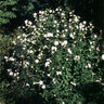 Hibiscus Syriacus Blushing Bride Rose of Sharon