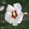 Hibiscus Syriacus Helene Rose of Sharon