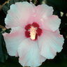 Hibiscus Syriacus Minerva Rose of Sharon