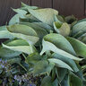 Hosta Abiqua Drinking Gourd Plantain Lily