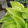 Hosta Fragrant Bouquet Plantain Lily