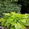 Hosta Fragrant Bouquet Plantain Lily