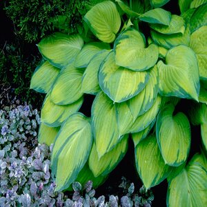 Hosta Gold Standard Plantain Lily