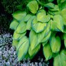 Hosta Gold Standard Plantain Lily