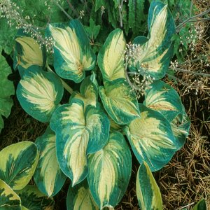 Hosta Great Expectations Plantain Lily