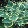 Hosta Fluctuans Sagae Plantain Lily