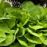 Hosta Sum and Substance Plantain Lily