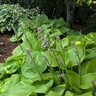 Hosta Sum and Substance Plantain Lily