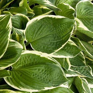 Hosta Francee Plantain Lily