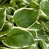 Hosta Francee Plantain Lily