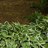 Hosta Francee Plantain Lily