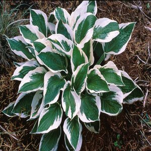 Hosta Patriot Plantain Lily