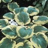 Hosta Sieboldiana Frances Williams Plantain Lily