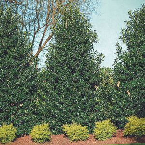 Ilex X Nellie R. Stevens Holly