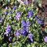 Vinca Minor Ralph Shugert Variegated Periwinkle 1 gal. Container