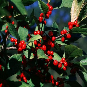 Ilex X Sparkleberry Winterberry