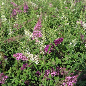 Buddleia Davidii Fourth of July Butterfly Bush 3 gal. Container