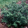 Ilex Crenata Green Lustre Japanese Holly