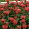 Monarda Didyma Gardenview Scarlet Bee Balm