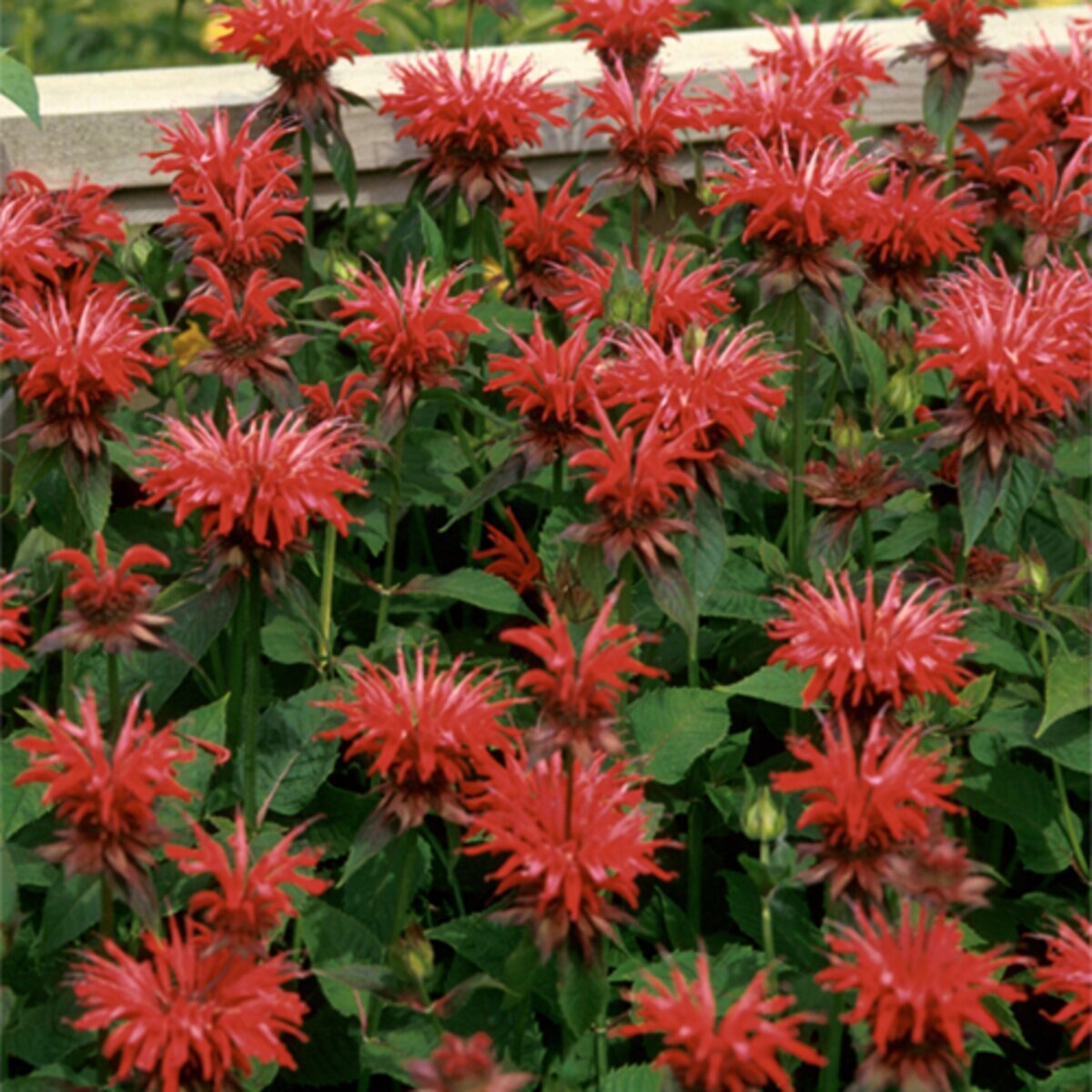 Monarda Didyma Gardenview Scarlet Bee Balm | SiteOne US