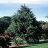 Cedrus Atlantica Fastigiata Fastigiate Atlas Cedar 9 ft. Height Ball and Burlap