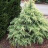 Cedrus Deodara Snow Sprite Deodar Cedar 7 gal. Container