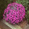 Dianthus gratianopolitanus Firewitch Cheddar Pink SP5 Container