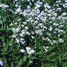 Myosotis Sylvatica Forget-Me-Not