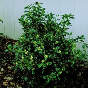 Ilex X Meserveae Mesog China Girl China Holly