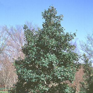 Ilex Opaca Satyr Hill American Holly 