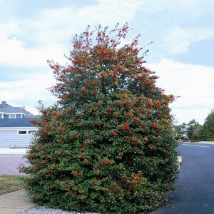 Ilex Opaca American Holly 