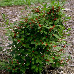 Ilex Verticillata Winterberry