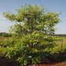 Magnolia Virginiana var. Australis Swamp Magnolia 12 ft. Height Ball and Burlap