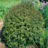 Ilex Vomitoria Nana Dwarf Yaupon Holly