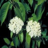 Viburnum Rufidulum Southern Blackhawk