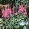 Astilbe Chinensis Pumila Chinese Astilbe 2 gal. Container