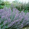 Nepeta Racemosa Walkers Low Catmint 2 gal. Container