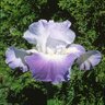 Iris Germanica Clarence Bearded Iris