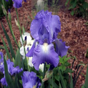 Iris Germanica Bearded Iris