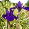 Iris Sibirica Caesars Brother Siberian Iris