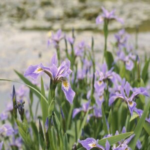Iris versicolor Iris