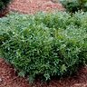Buxus Microphylla Tide Hill Boxwood 18 in. Height Ball and Burlap