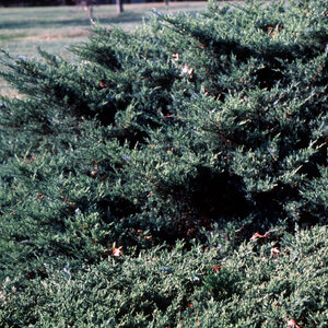 Juniperus Chinensis Nicks Compact Chinese Juniper