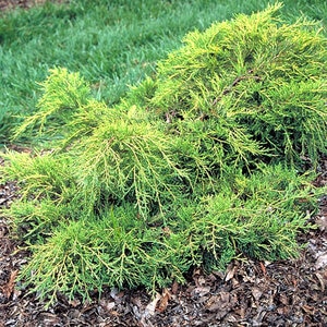 Juniperus X Pfitzeriana Old Gold Chinese Juniper