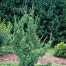 Juniperus Chinensis Robusta Green Chinese Juniper 