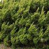 Juniperus Chinensis Torulosa Chinese Hollywood Juniper