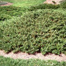 Juniperus Chinensis var. Sargentii Chinese Juniper