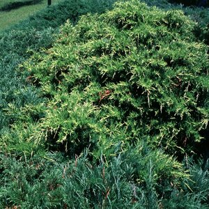 Juniperus X Pfitzeriana Gold Coast Juniper